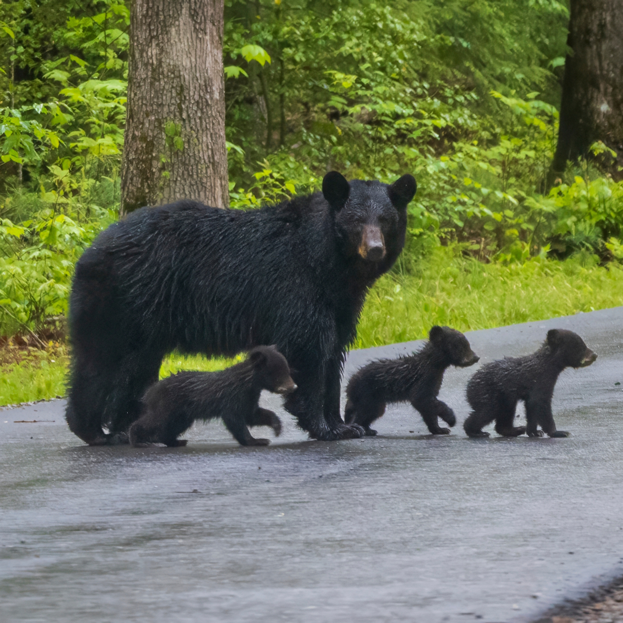 Black bears crossing the road